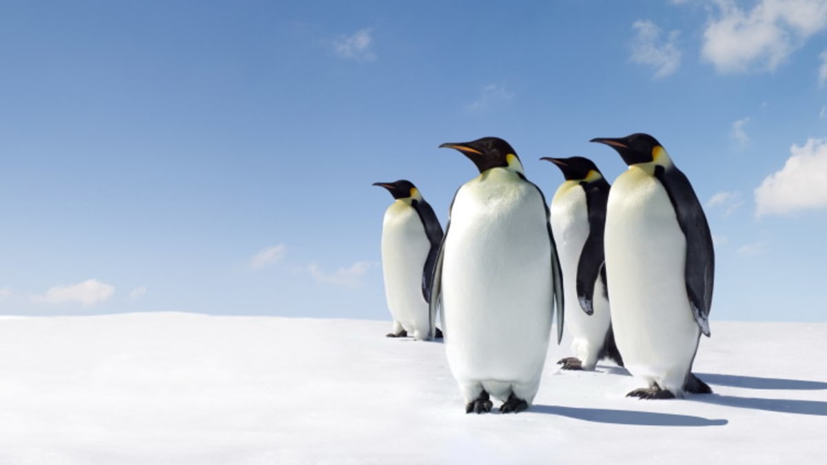 Tučňáci na stráži