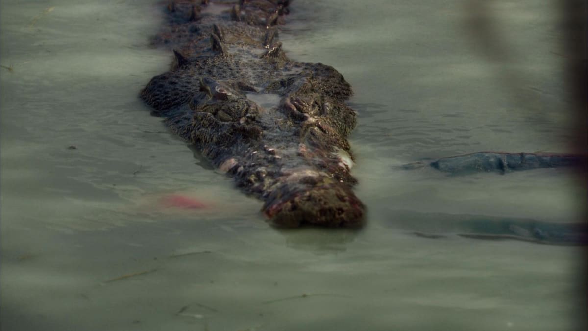 Skutečný krokodýl se kořisti držel neustále na dohled