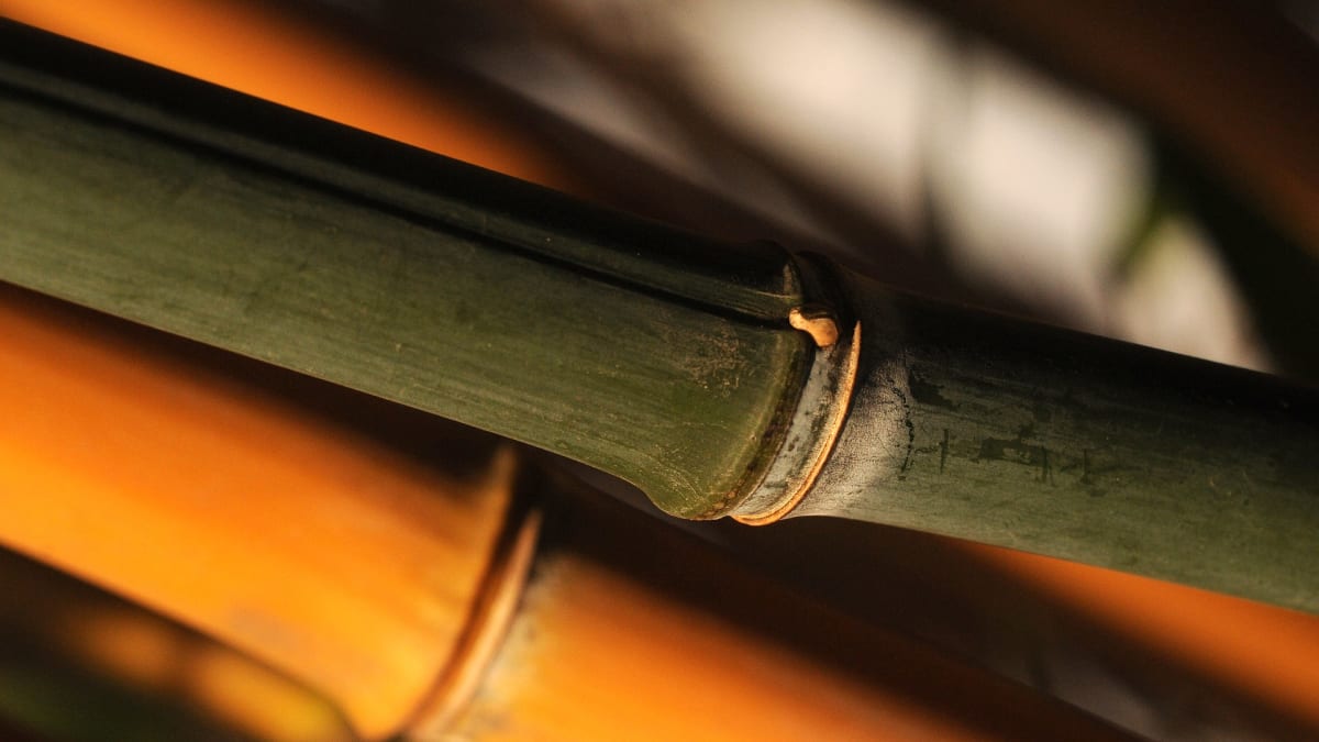 Bambus druhu Phyllostachys aureosulcata