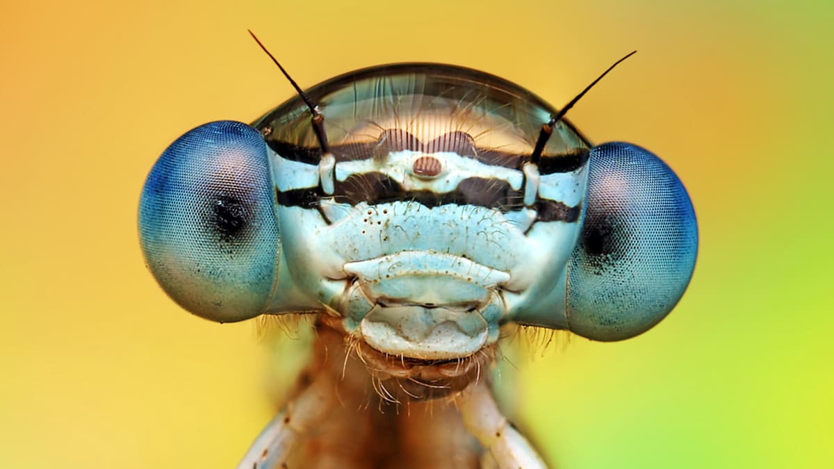Makrofotka hmyzí hlavy