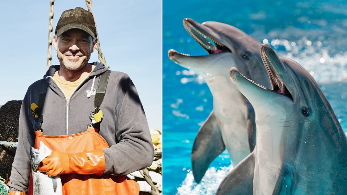 Na Faerských ostrovech už se delfíni neusmívají