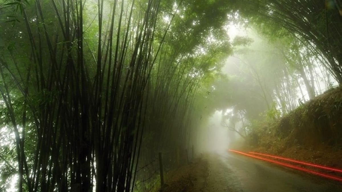 Alej bambusů