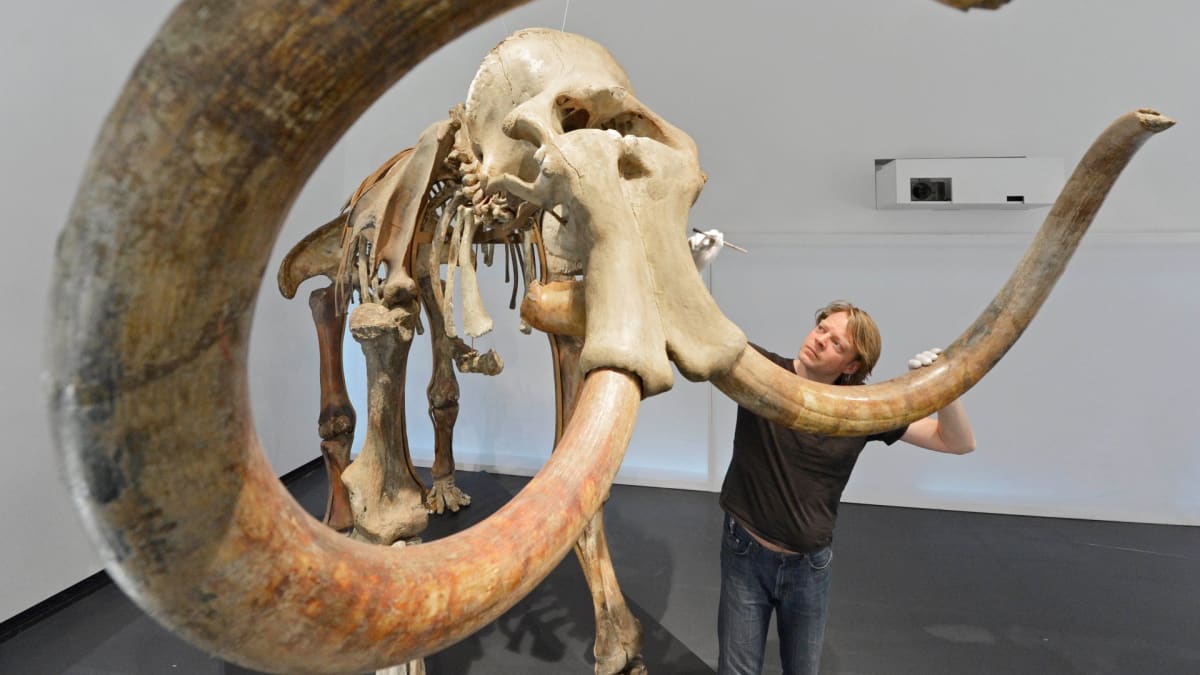 Kostra mamuta v německém muzeu