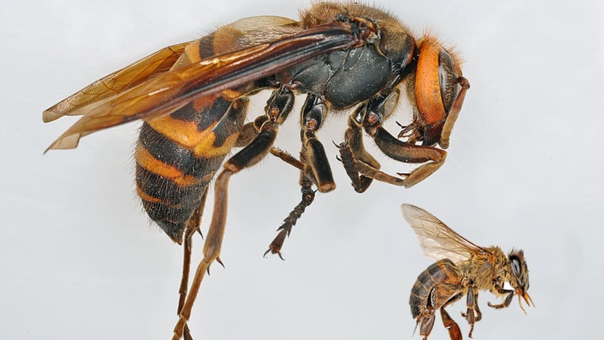 Sršeň mandarínská vs. včela