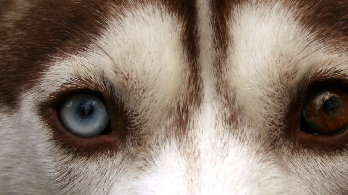 Oči huskyho