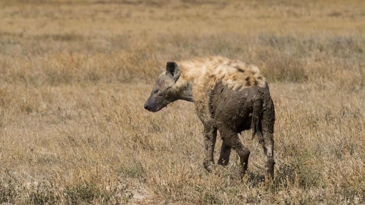Hyena v národním parku Serengeti