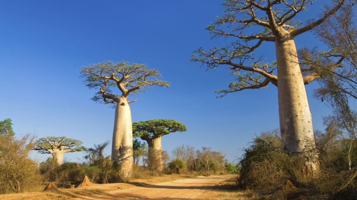 Baobaby přežijí všude