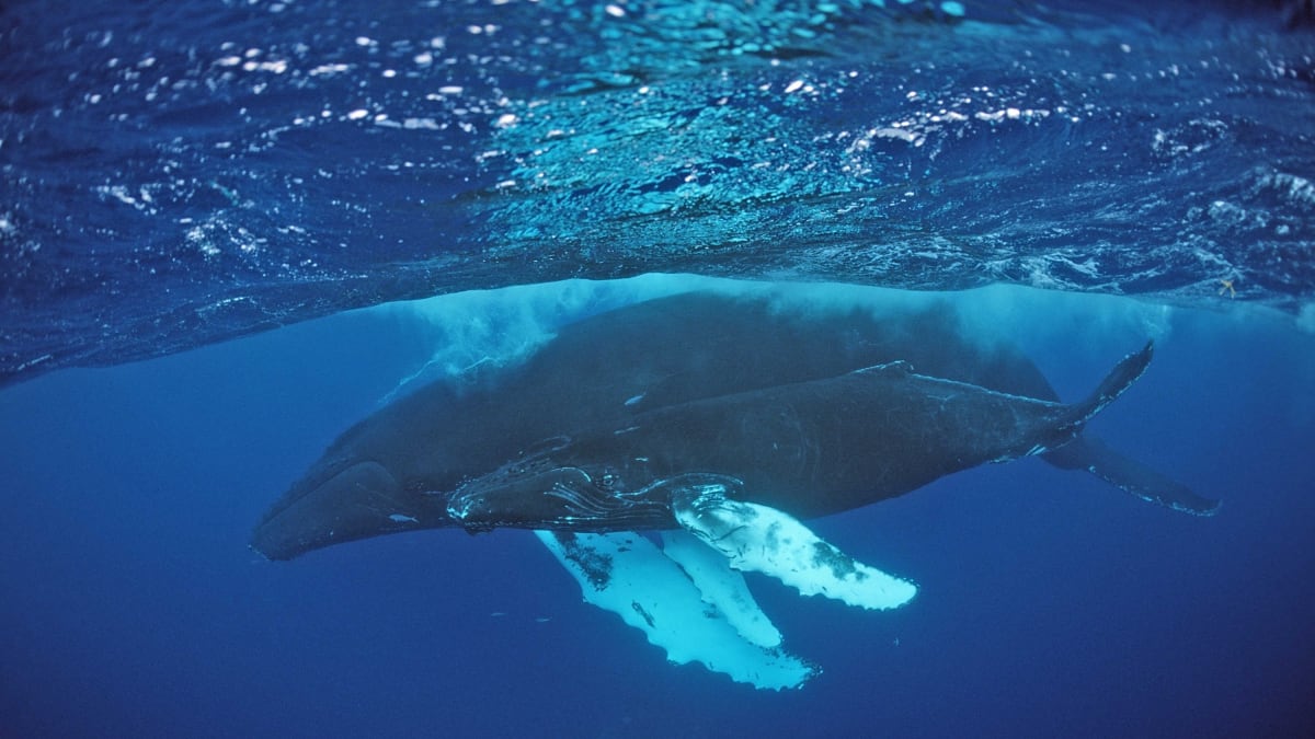 Velryba keporkak nemá člověka na běžném jídelníčku