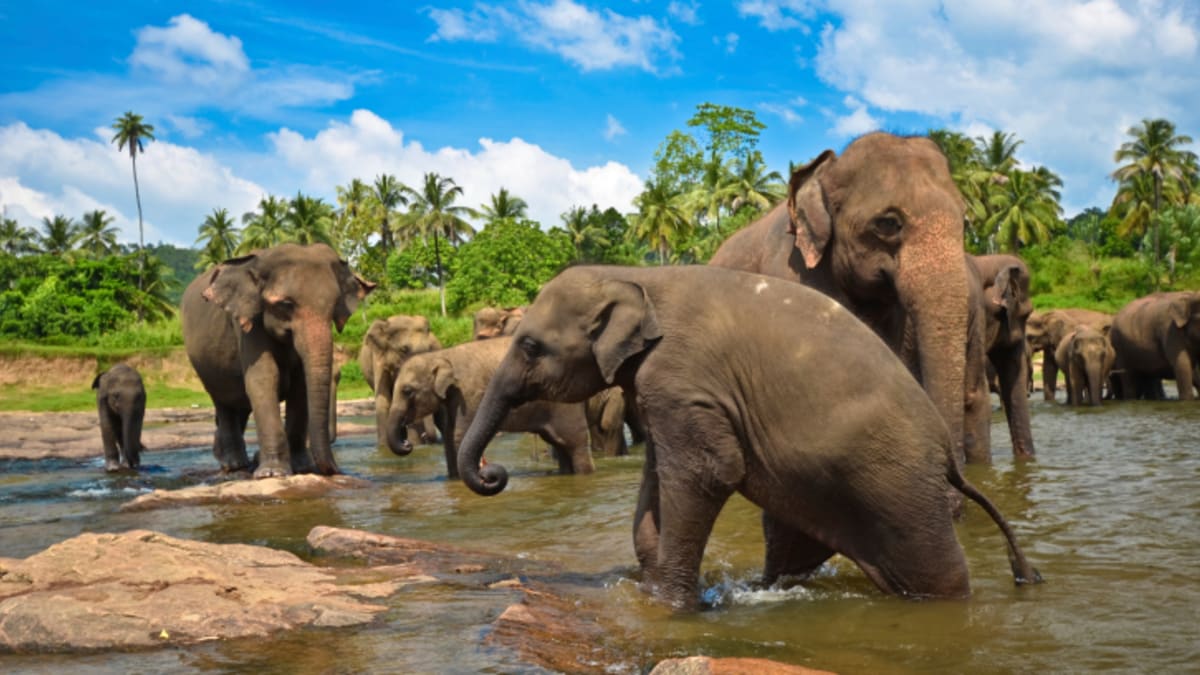 Sloní koupaliště na Srí Lance
