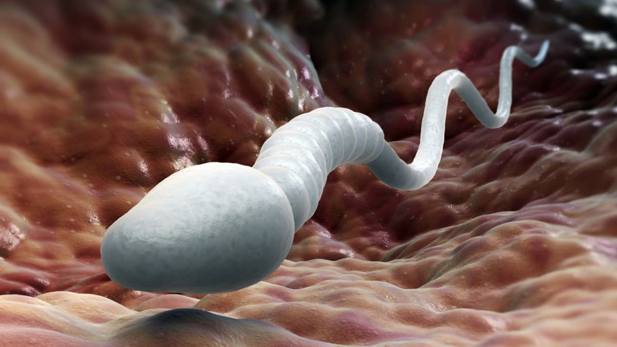Spermie, detail