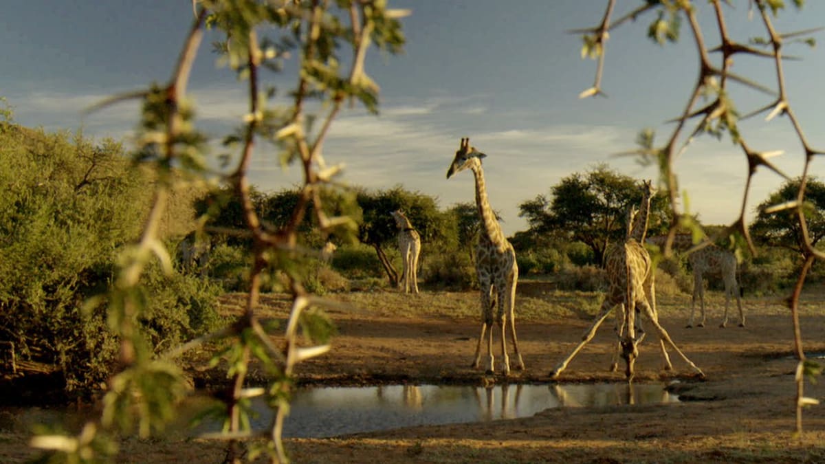 Žirafy si poradí i s trnitou akácií