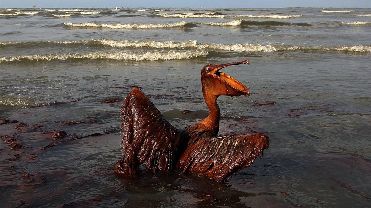 Zasažení ropou je pro zvířata zpravidla smrtelné. Ilustrační foto