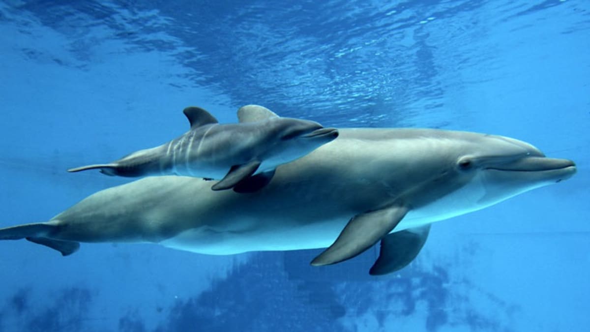 Delfínice s mládětem