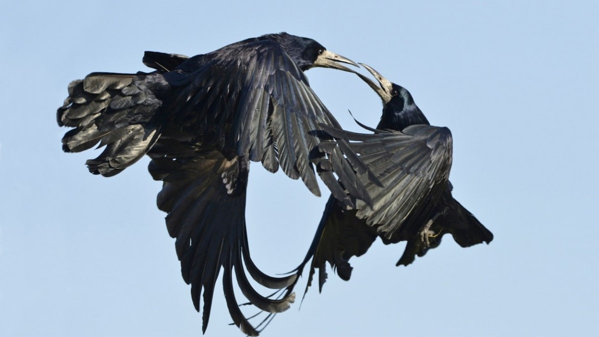 Corvus fragileus