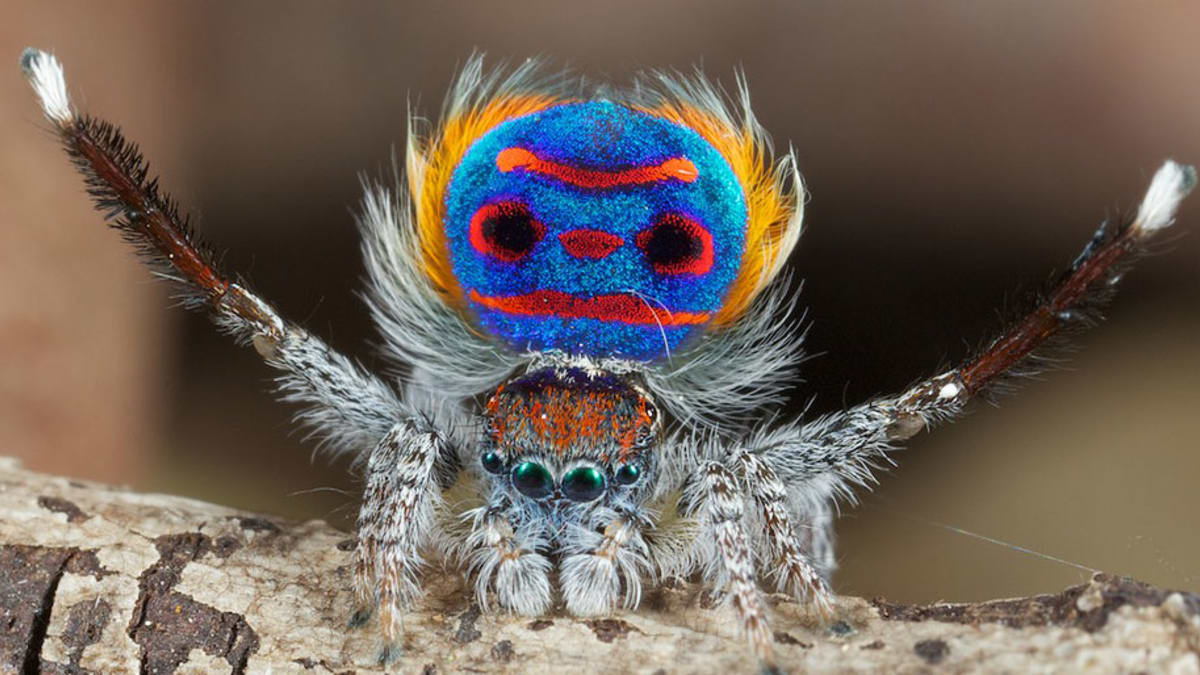 Pestrobarevný pavouk