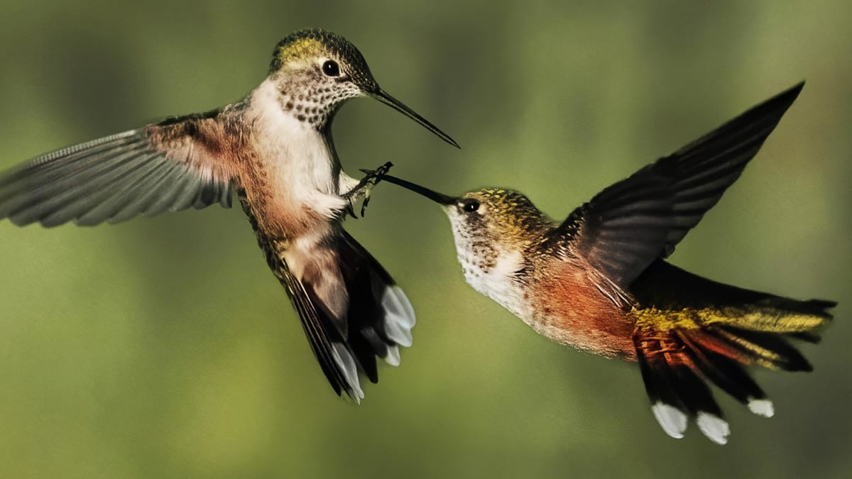 Souboj kolibříků