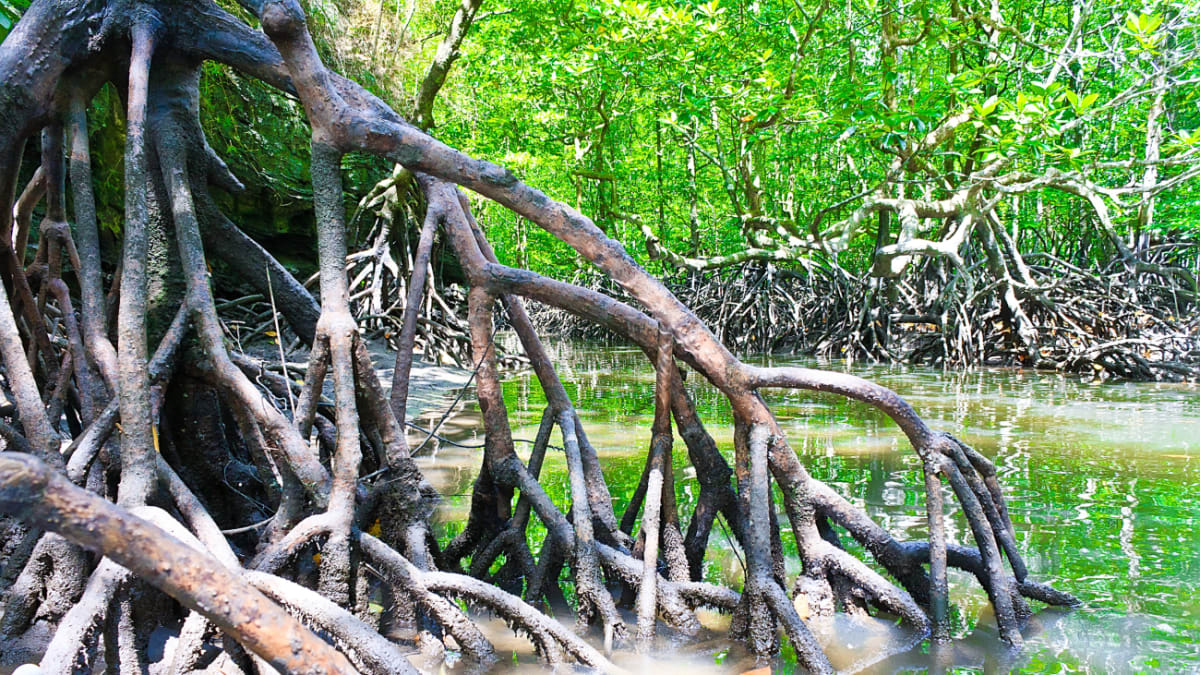 Langkawi - mangrovníky