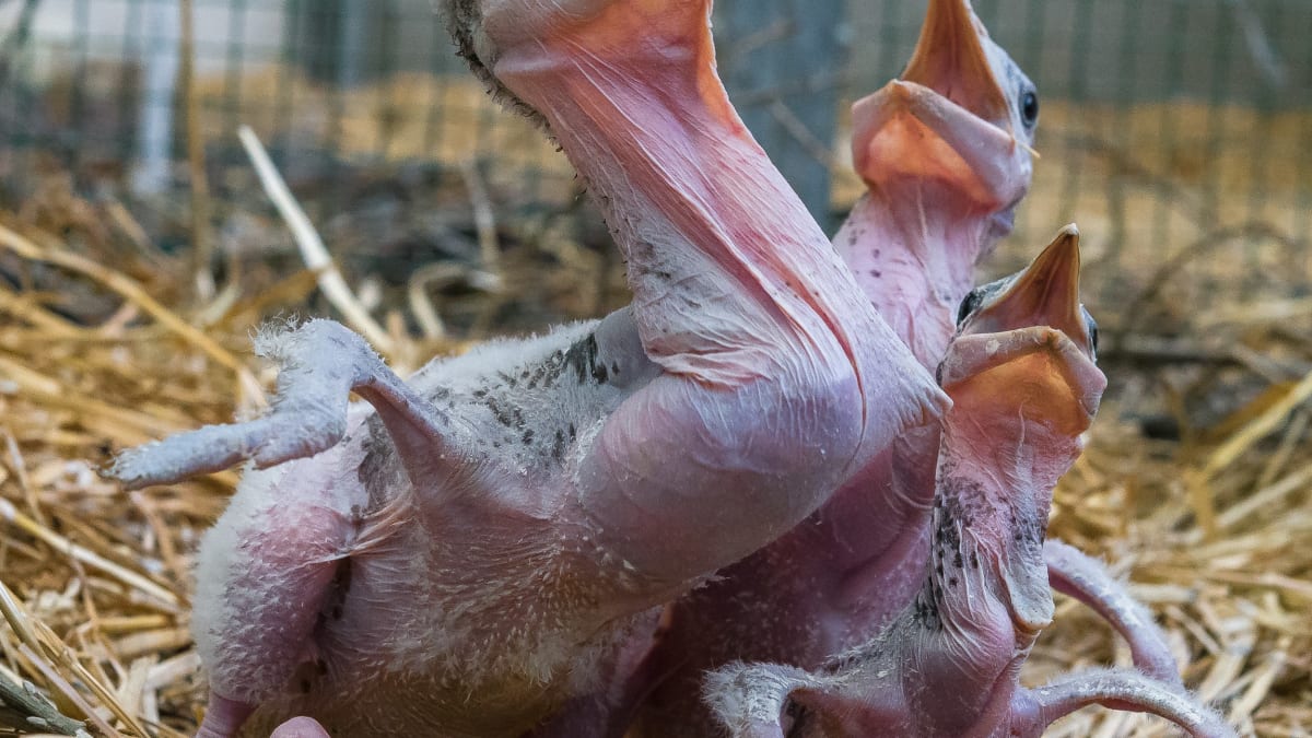 Doposud pražská zoo odchovala pod rodiči či pěstouny celkem 25 mláďat čápa marabu, díky tomuto počtu se pyšní evropským unikátem