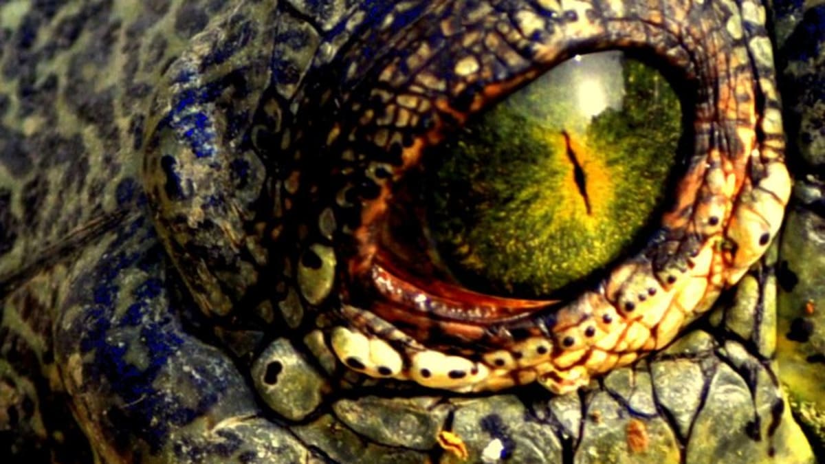Krokodýlí oko