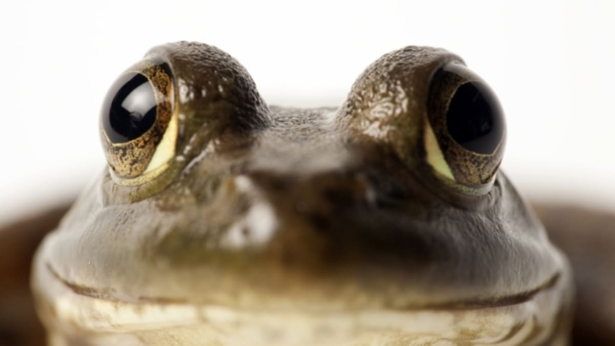 Usměvavá žába