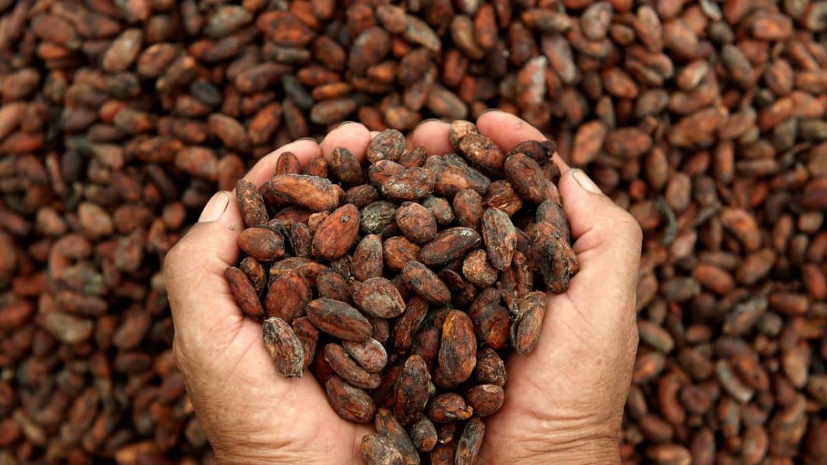 Kakaové plody