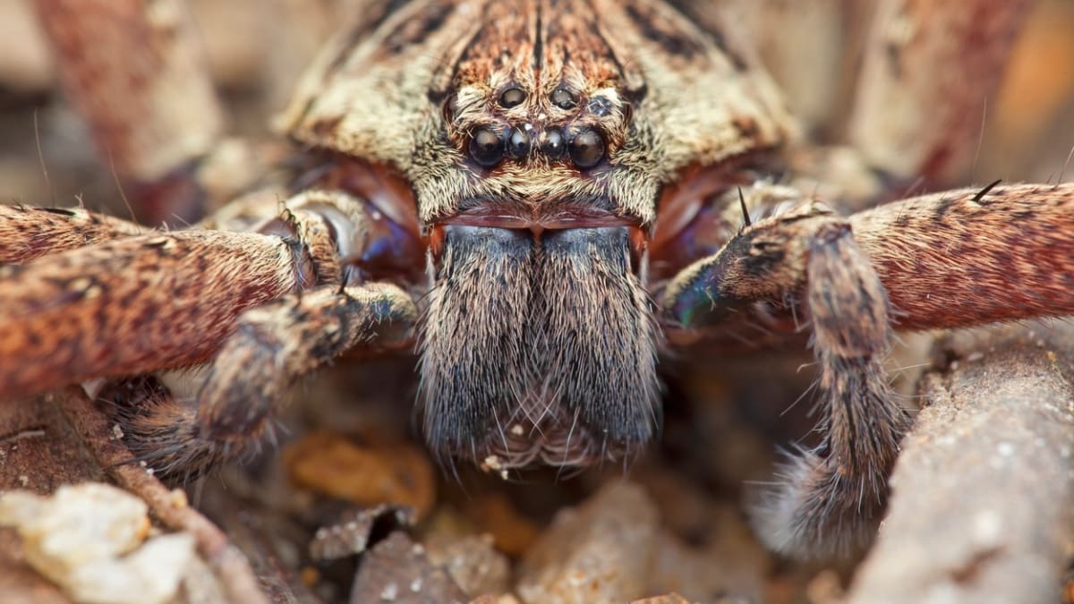 Australský lovecký pavouk aka huntsman.