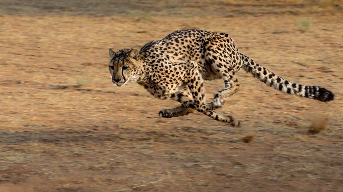 Gepard - miláček fotografů i lovců