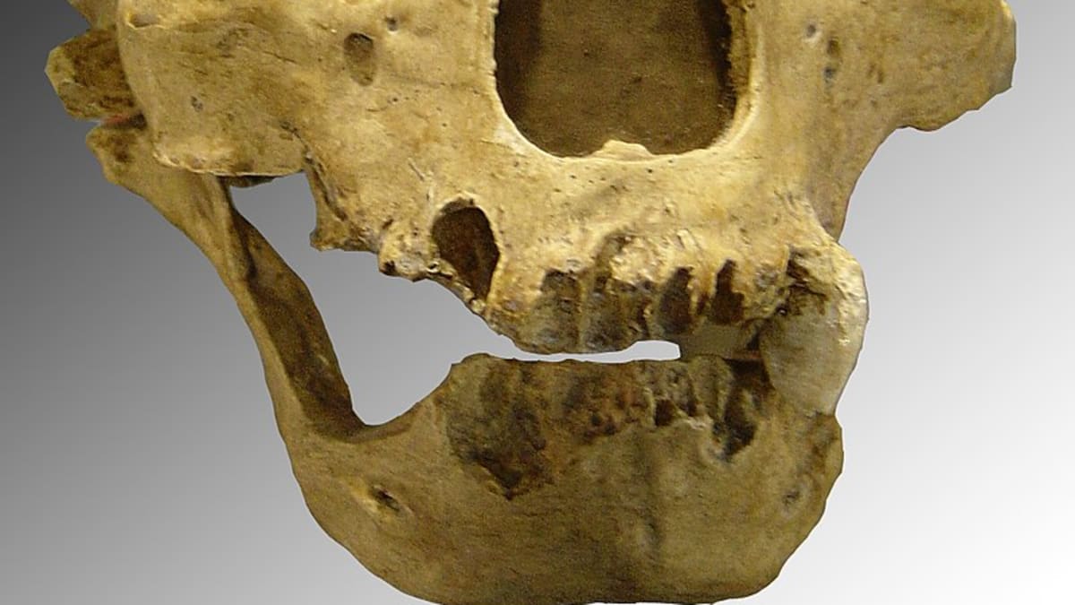 Lebka neandertálce má výrazné nadočnicové oblouky a nízké čelo