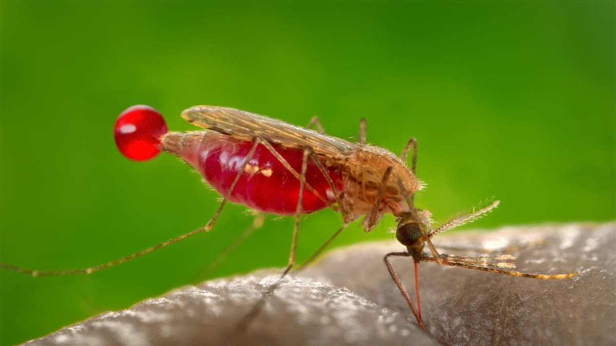 Sající komáří samička