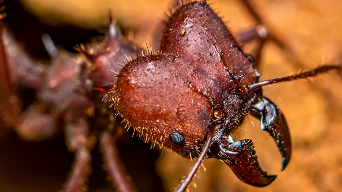 Mravenec střihač