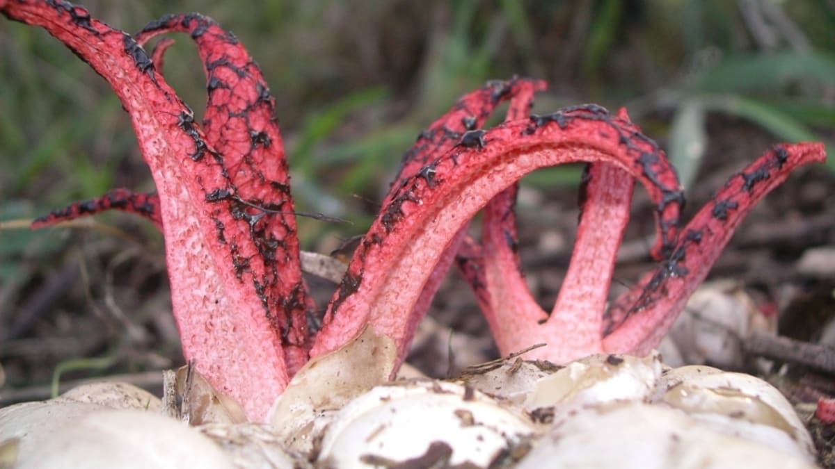 Květnatec archerův - invazní houba z Nového Zélandu