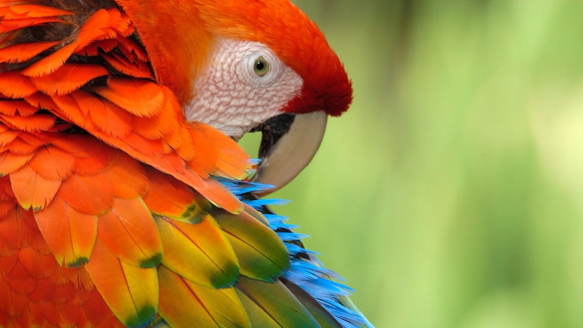 Pestrá krása papoušků