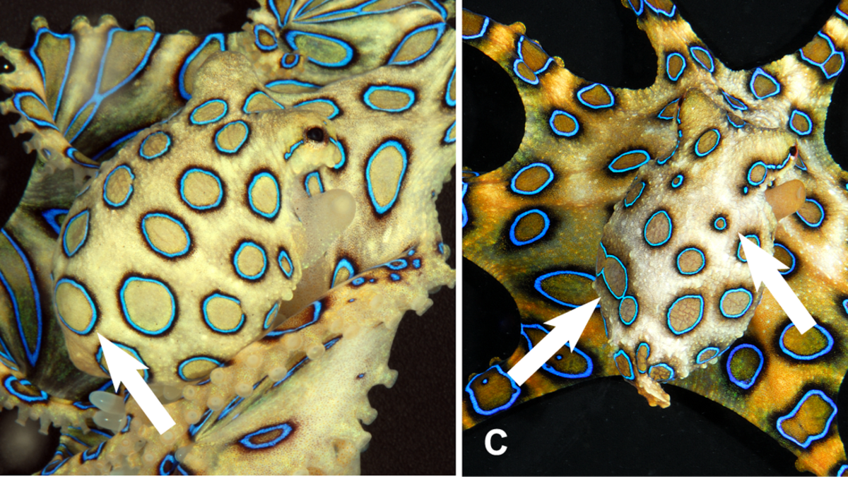 Variabilita zbarvení a kroužku chobotnice  Hapalochlaena lunulata