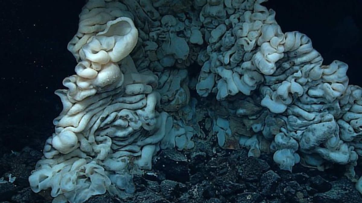 Největší mořká houba světa