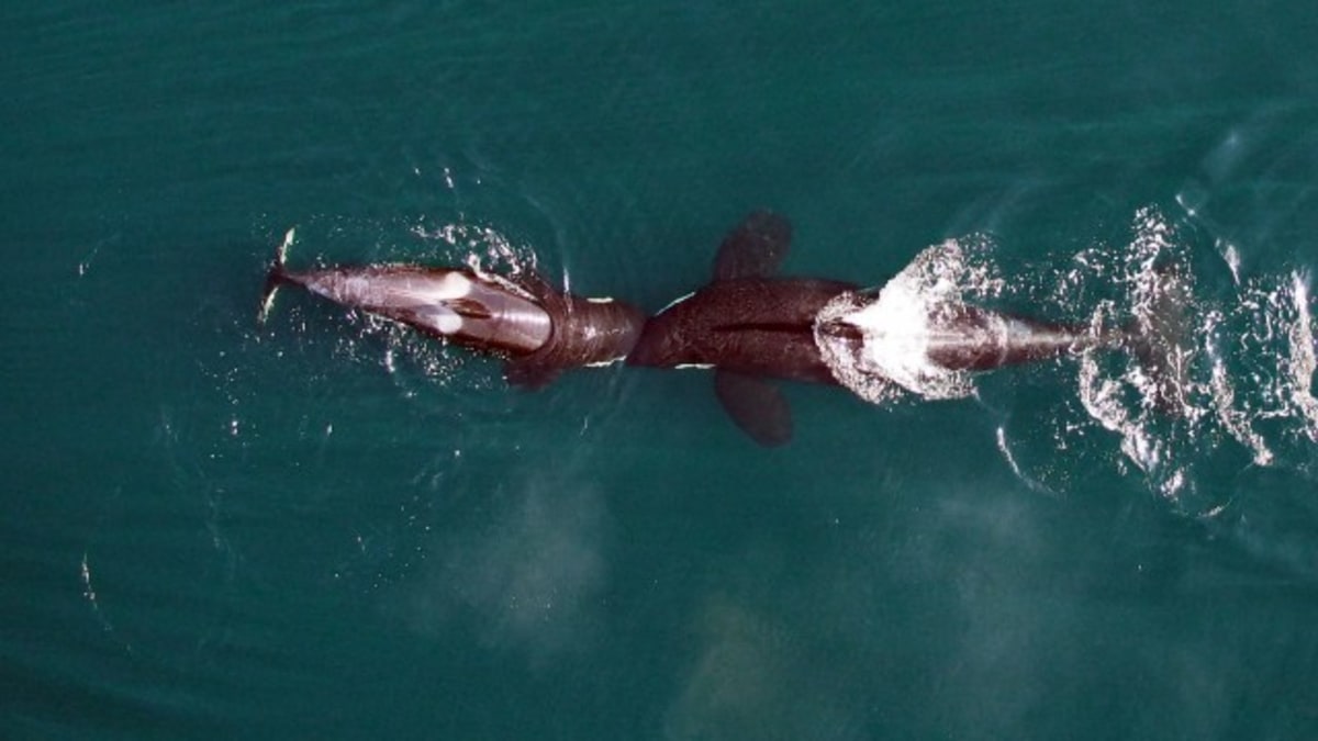 Kosatky nafilmované dronem