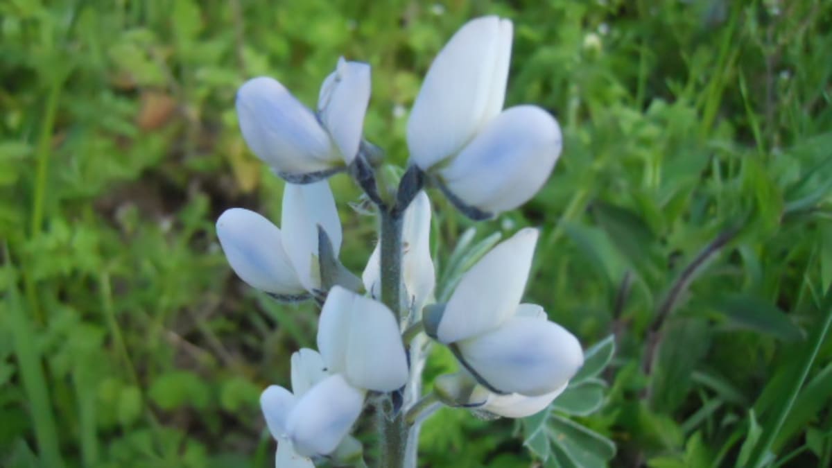 Květ lupiny bílé
