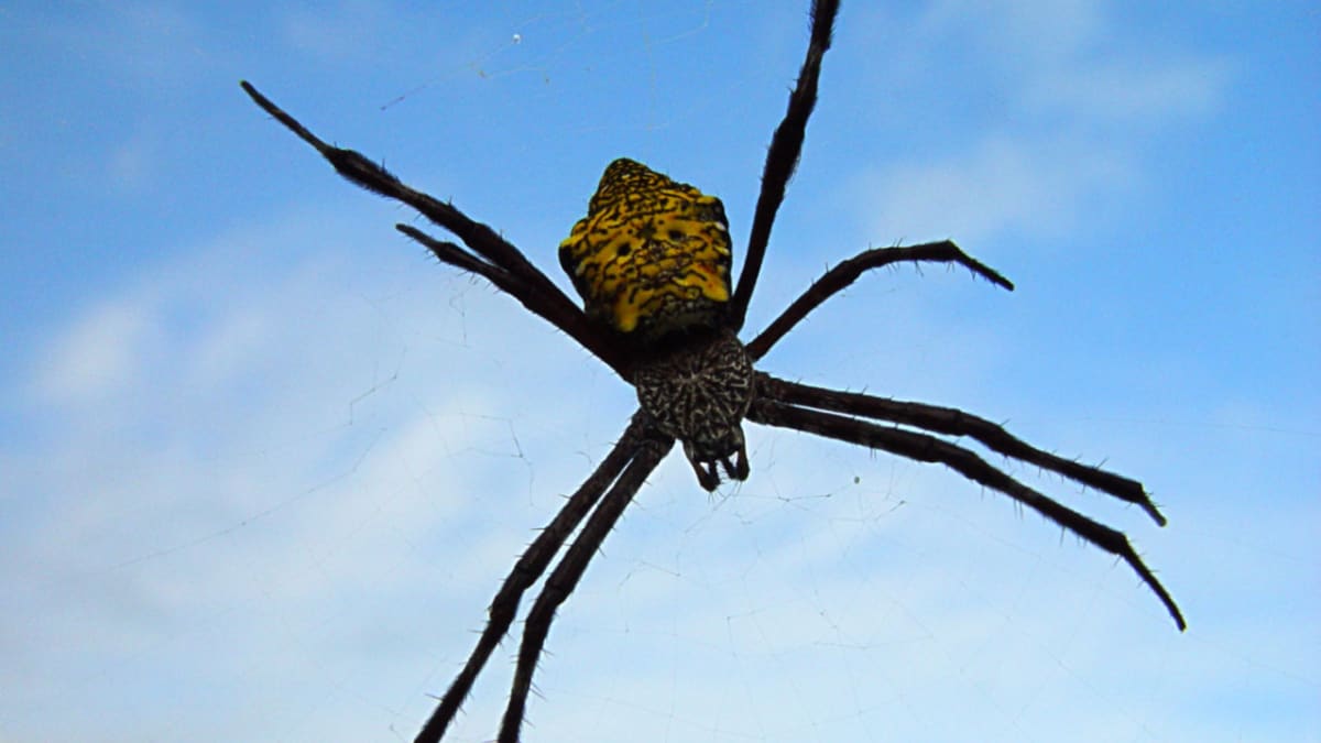 Křehká krása pavučin i jejich obyvatel - Obrázek 8