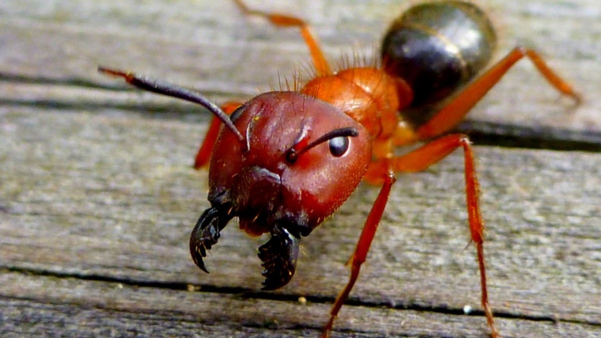 Krásný mravenčí voják