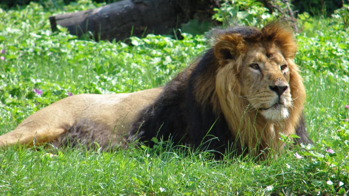 Lev indický ve volné přírodě
