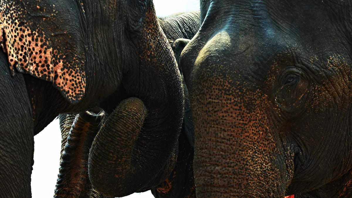 Slon indický v Laosu