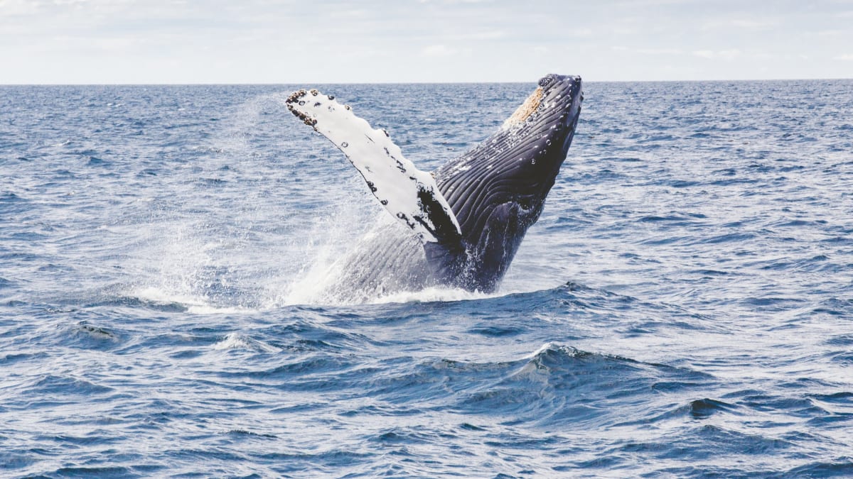 Velryby souvisí s vývojem klimatu víc, než by se zdálo.