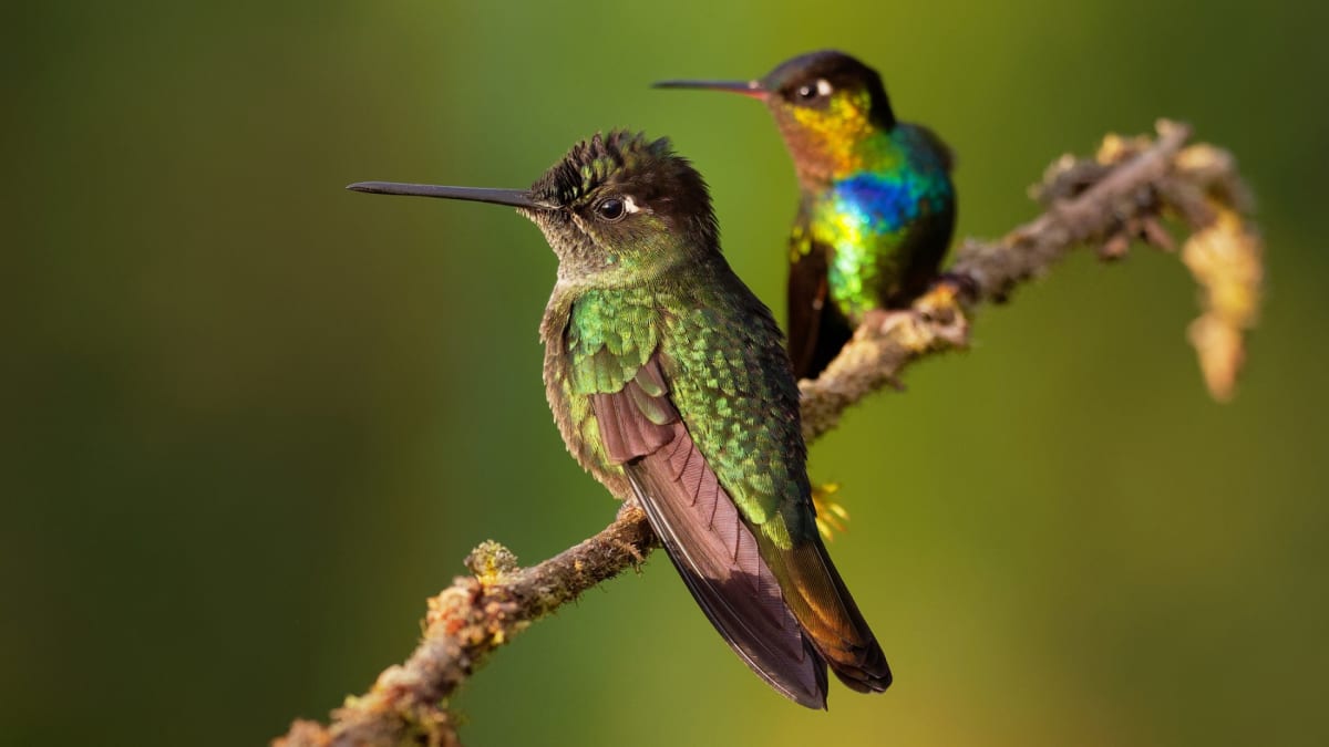 Jak moc se pravěký ptáček podobal dnešním kolibříkům?
