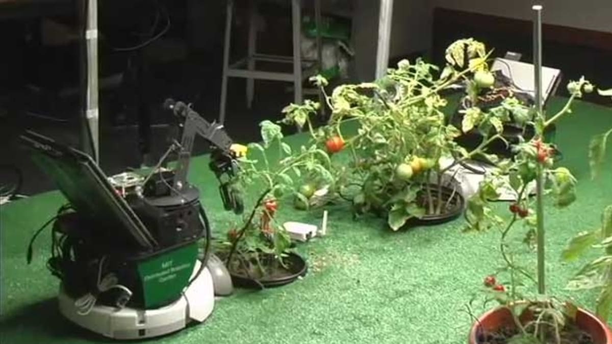 Robot na sklízení rajčat