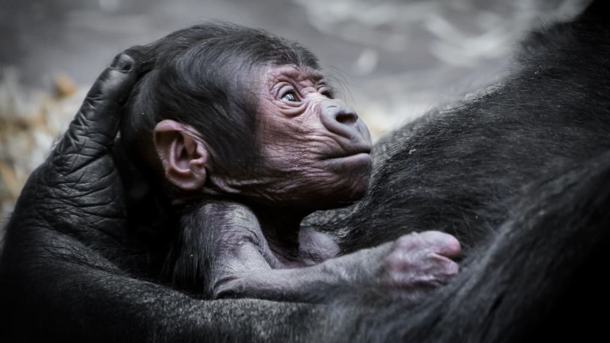Gorilí novorozenec je po mamince velký jedlík