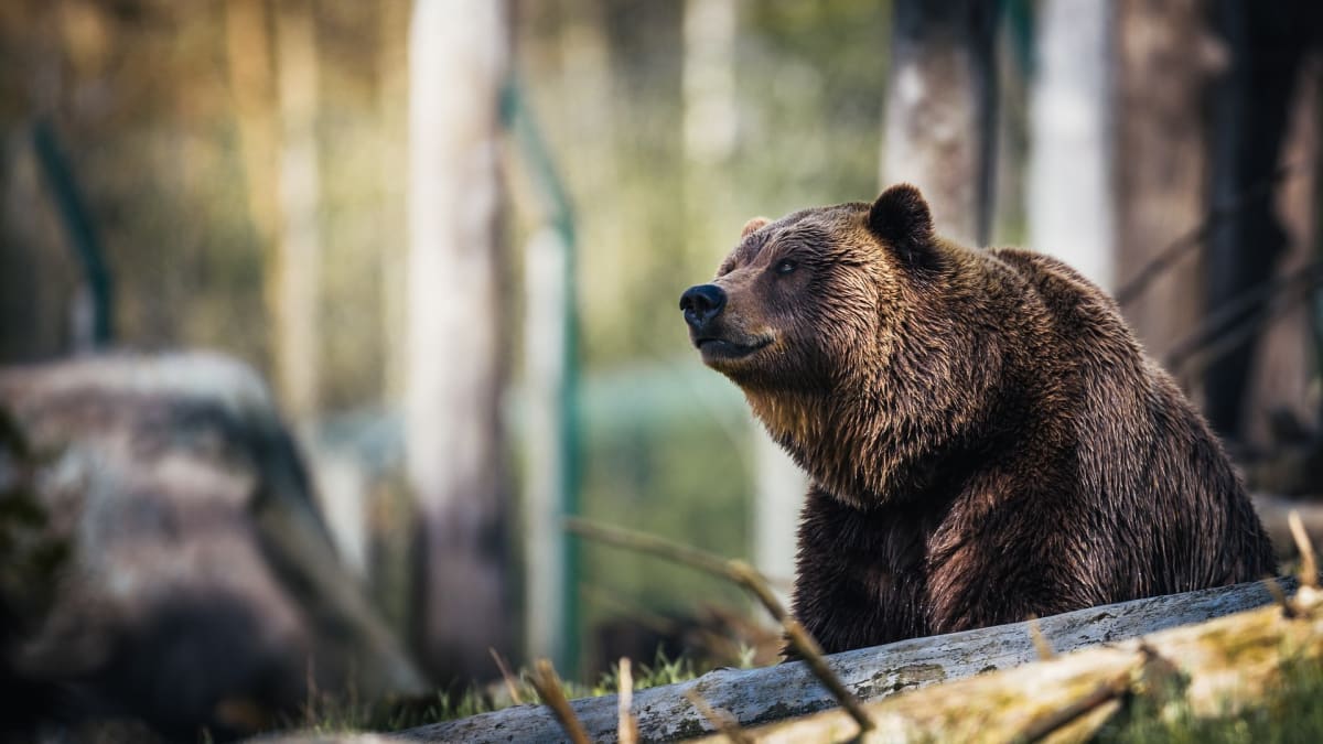 Medvědi se vracejí zpět do přírody. Alespoň v USA