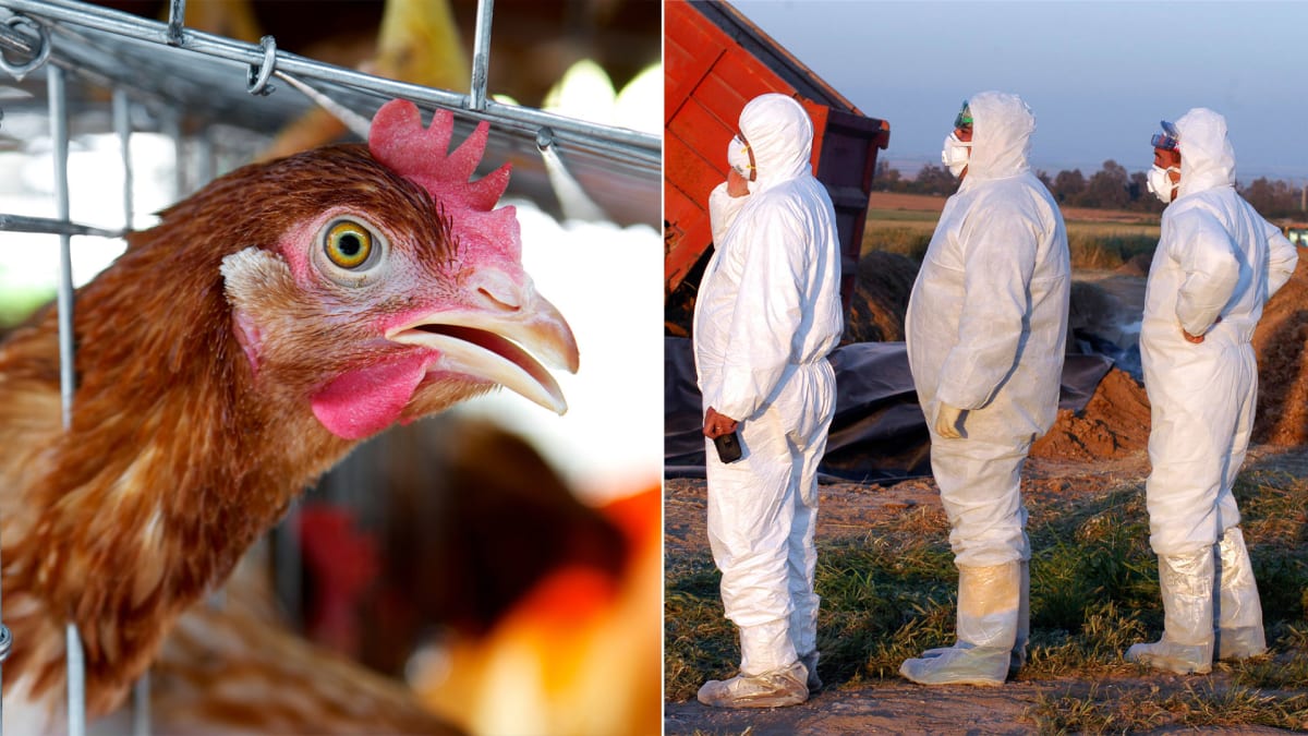 Každý kmen ptačí chřipky může být potenciálním základem pandemie