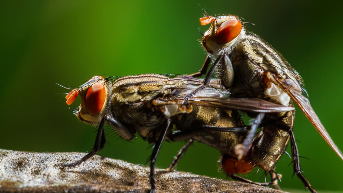 Homosexuální chování hmyzu