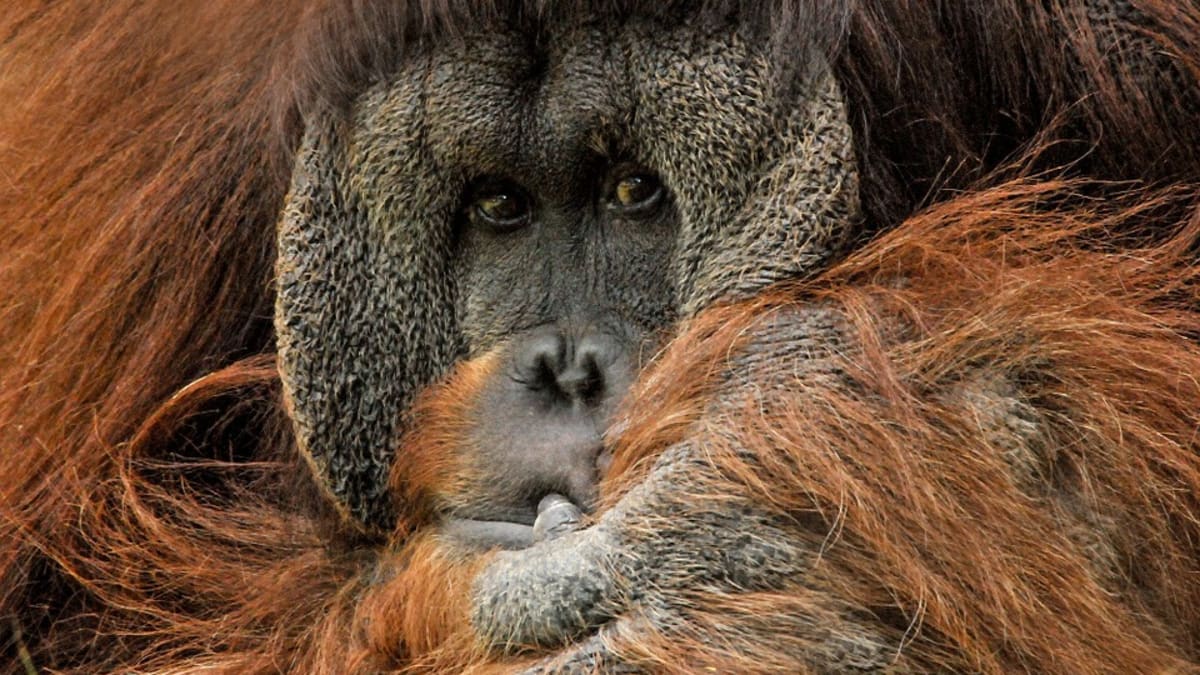 Orangutan v zajetí