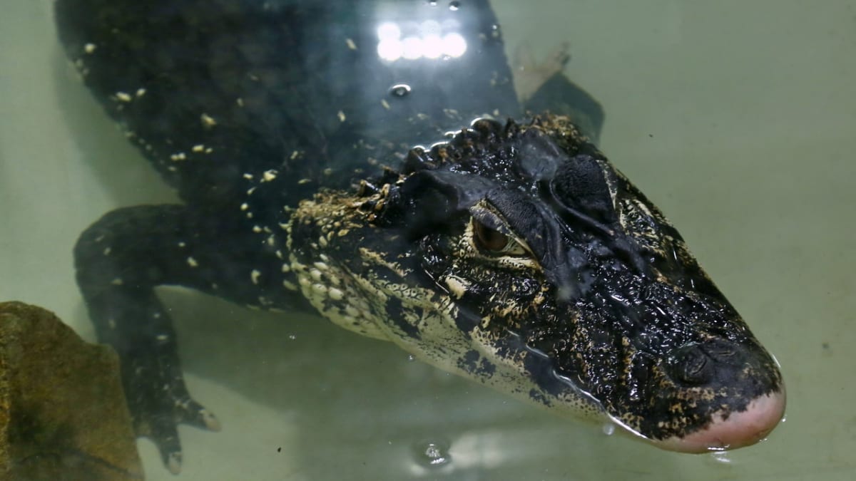 Křest krokodýlů v Protivíně - Obrázek 1