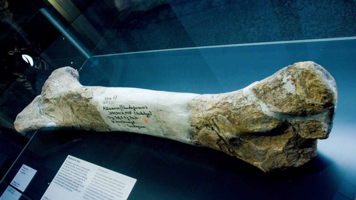 Mohutná kost z berlínského přírodovědného muzea
